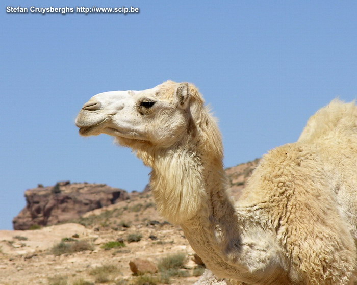 Little Petra - White camel White camel in Little Petra, the place where our trip to Petra started. Stefan Cruysberghs